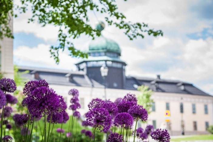 Purple flowers and Gustavianum exterior in the background. Photo.