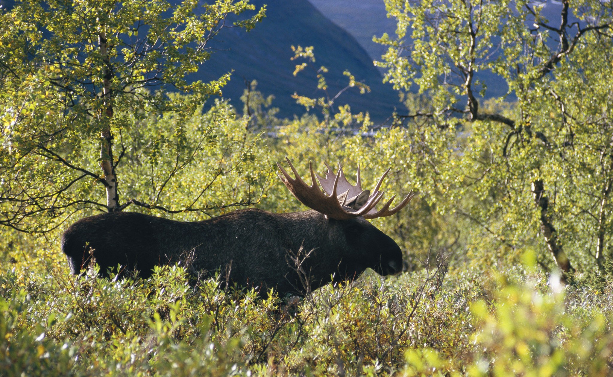 Moose in forrest. Photo.